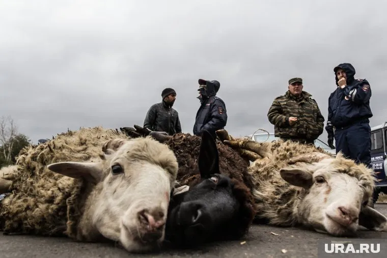 Стоимость барана к Ураща-Байраму в Челябинской области составит 26,5 тысячи рублей