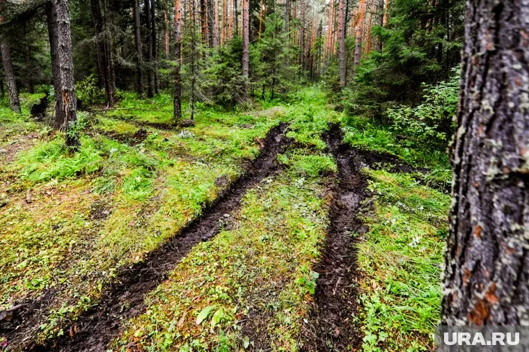 Добираться до садовых участков «Надежда» и «Север» приходится по бездорожью
