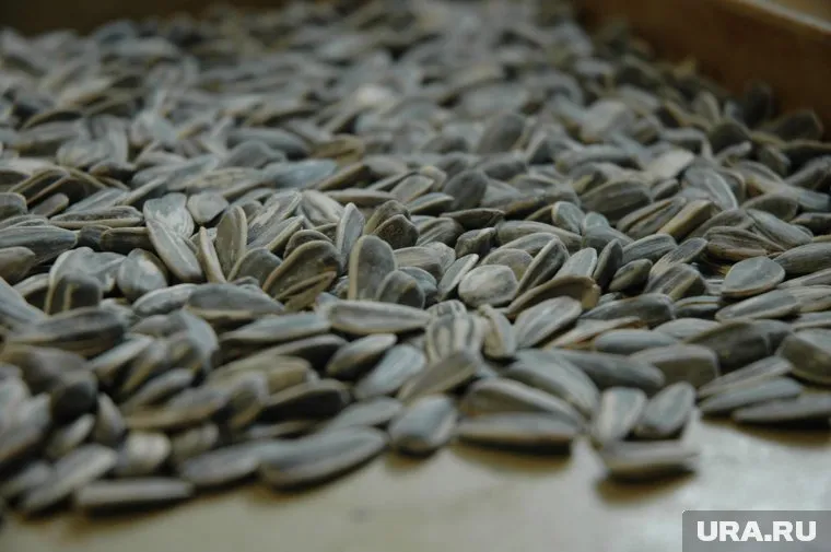 Кадмий в семечки попадает во время роста подсолнечника