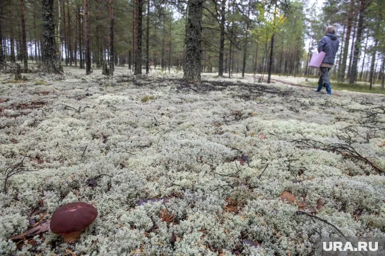 Челябинка нашла краснокнижный звездовик