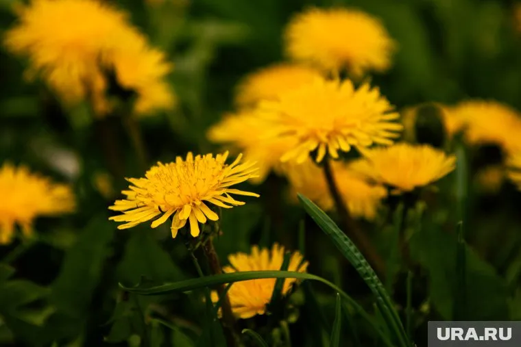 В одуванчиках содержится несколько тысяч алкалоидов, которые могут подействовать на человека непредсказуемо