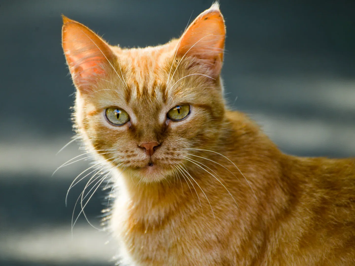 Жапондық қарт әйел кеңседе бастығын сорып жатыр.