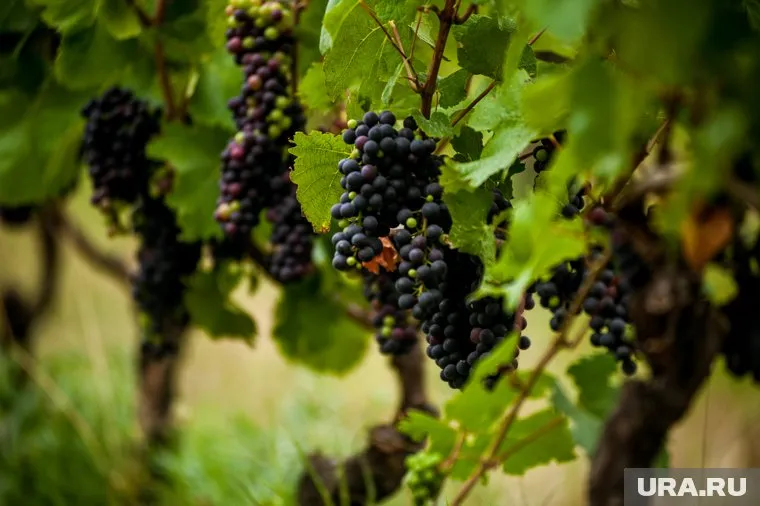 Ашот Хачатурянц собирается выращивать виноград в новом поместье