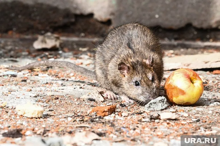 Крупные крысы напугали жителей микрорайона Парковый