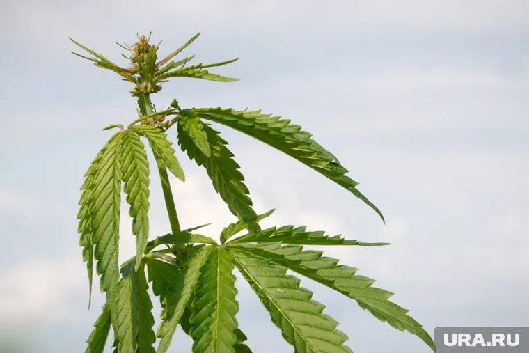 Конопля выросла там, где отдыхают дети