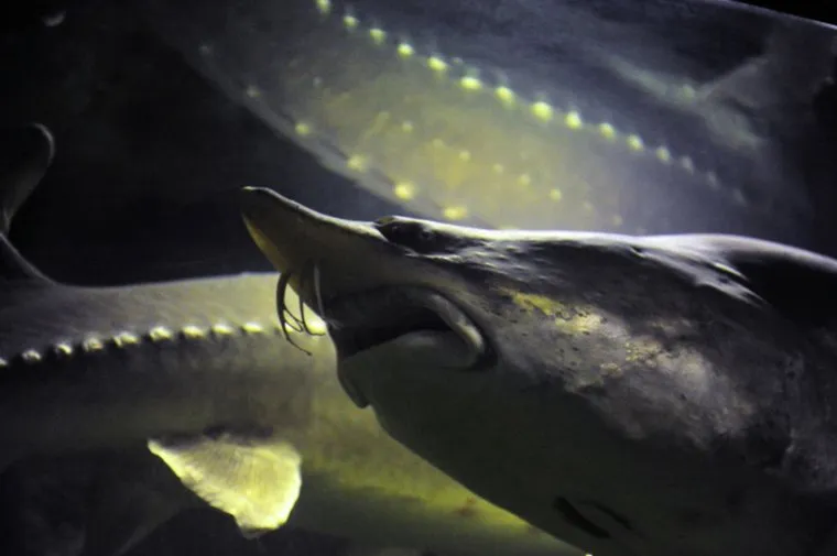 Как выглядит Калуга 