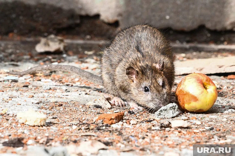 С проблемой уже разбираются власти