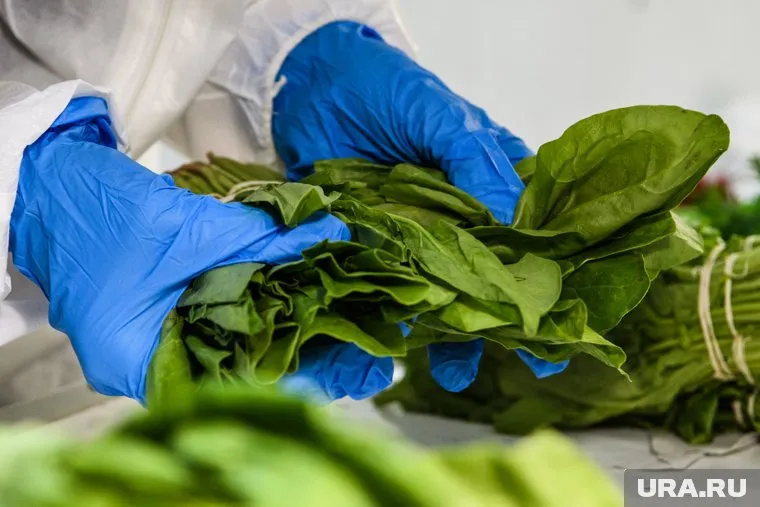 Появилась первая зелень — щавель, редис, укроп