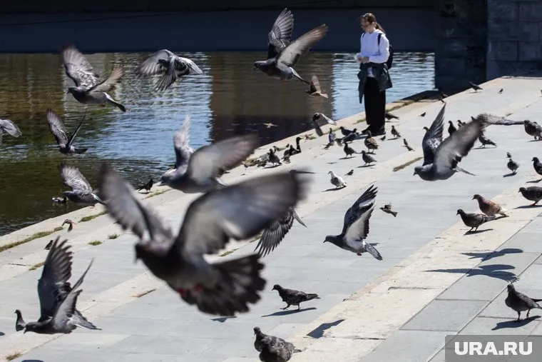 Штраф положен, если кормление птиц приведет к созданию санитарно-эпидемиологических угроз