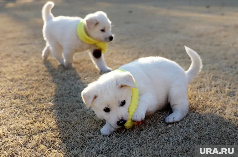 Порода пхунсан практически неизвестна за пределами КНДР