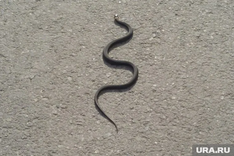 Греющегося ужа сфотографировали на асфальте в центре Тюмени