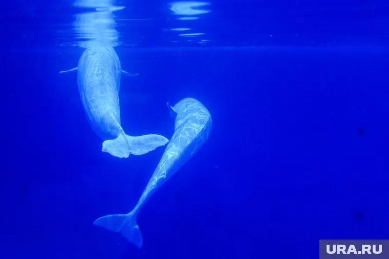 По предварительным данным, погибли около 11 краснокнижных дельфинов