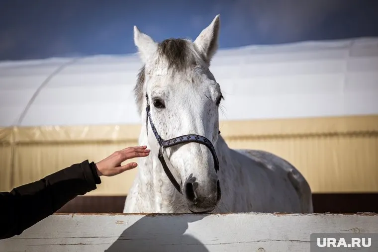 Чужак пробрался ночью на конюшню, но нарвался на сторожевых псов
