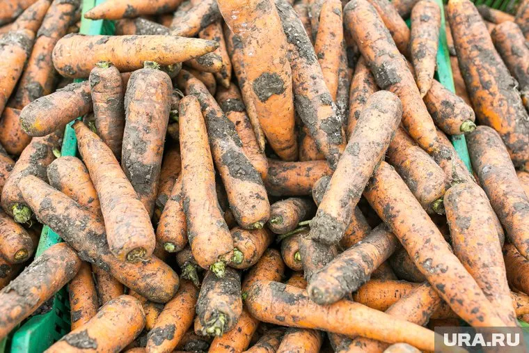 Цены на морковь продолжат падать, сказал Дмитрий Леонов