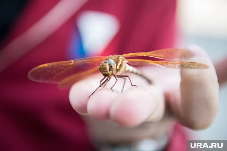 Свердловчанка утверждает, что насекомые и плесень выселили ее из квартиры (архивное фото)