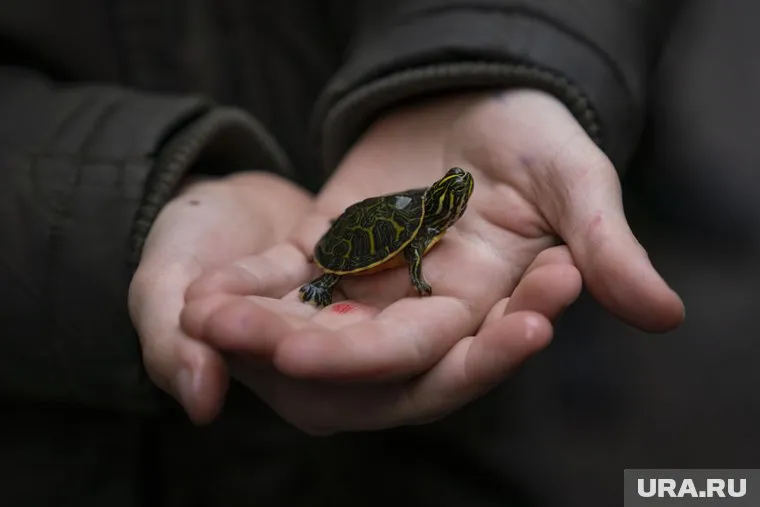 В Твери на помойке нашли более десятка больных среднеазиатских черепашат