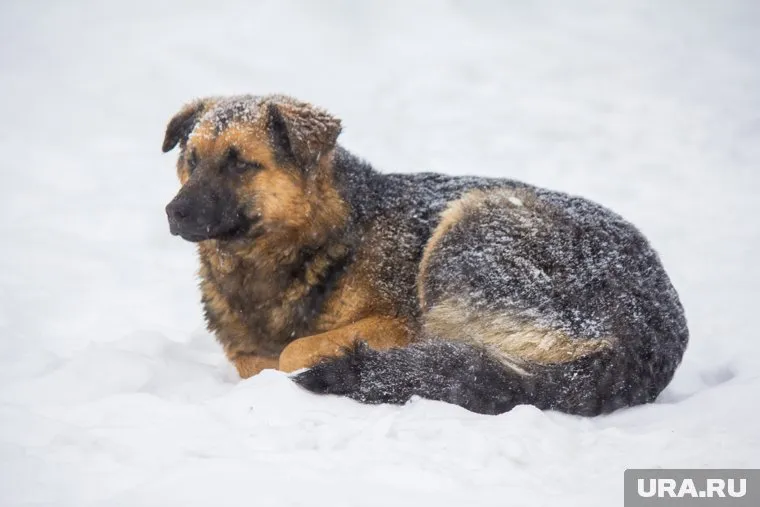 За убийство беззащитного животного курганца отправили в колонию
