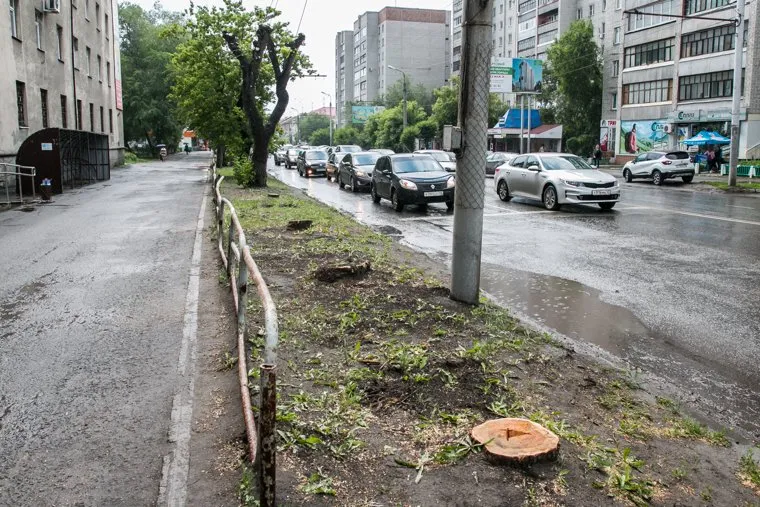 Спиленные деревья. Курган, улица коли мяготина, спиленные деревья, пеньки