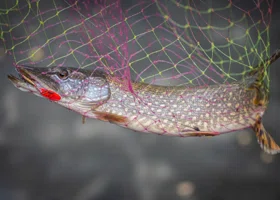 Пермяк поймал на Урале щуку весом 14 кг