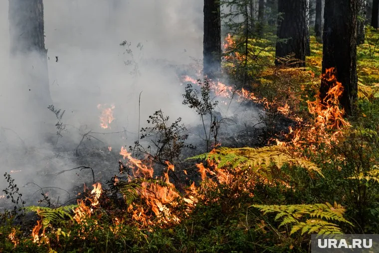 Сильный пожар бушует на междугородней трассе