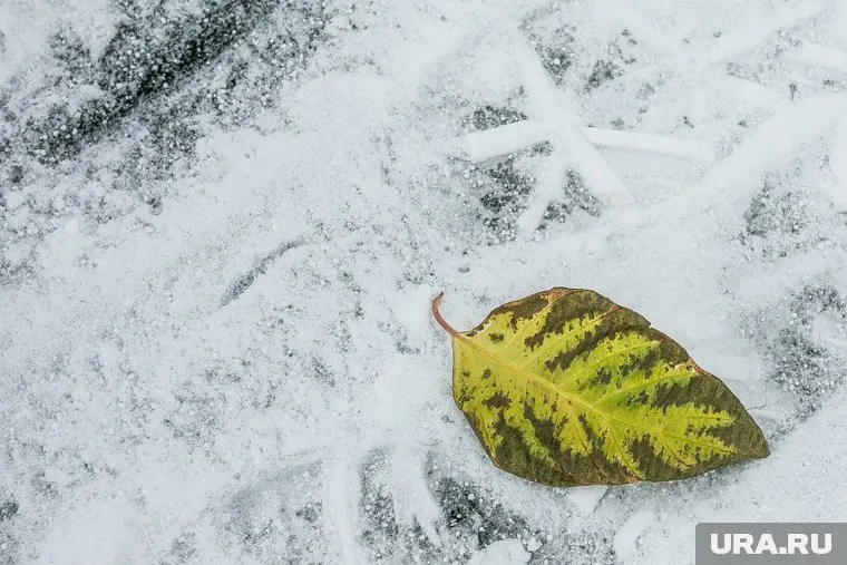 В регионе 19 октября ожидаются ночные минусовые температуры и мокрый снег