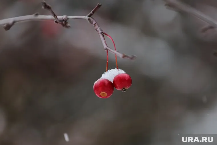 Жителей Прикамья предупредили об отложении мокрого снега на ветвях деревьев