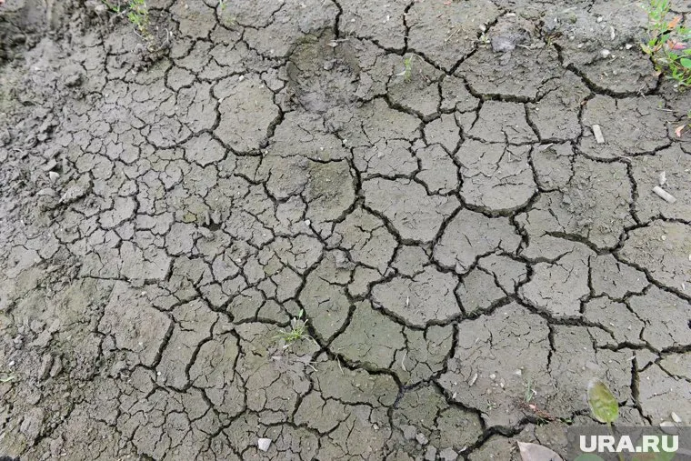 Засуха 1989 года уничтожила половину урожая в Курганской области