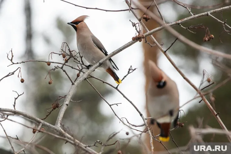 В пермских лесах живет более 200 видов птиц
