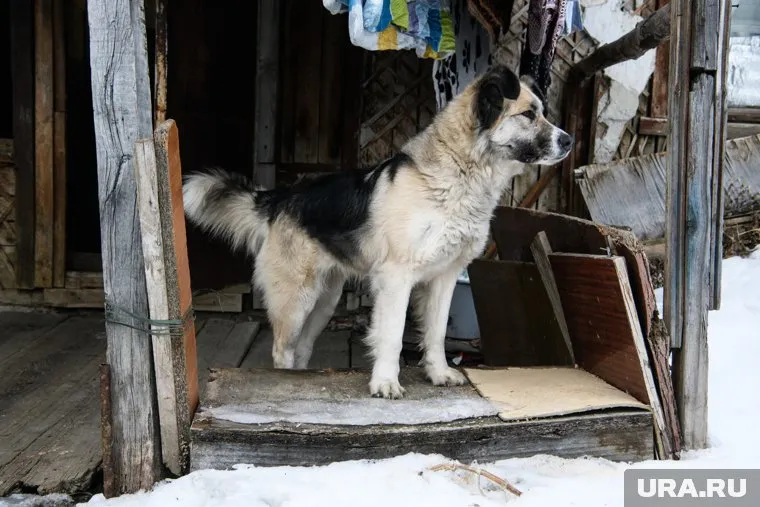 Депутаты предложили усыплять бездомных животных, если они угрожают имуществу граждан