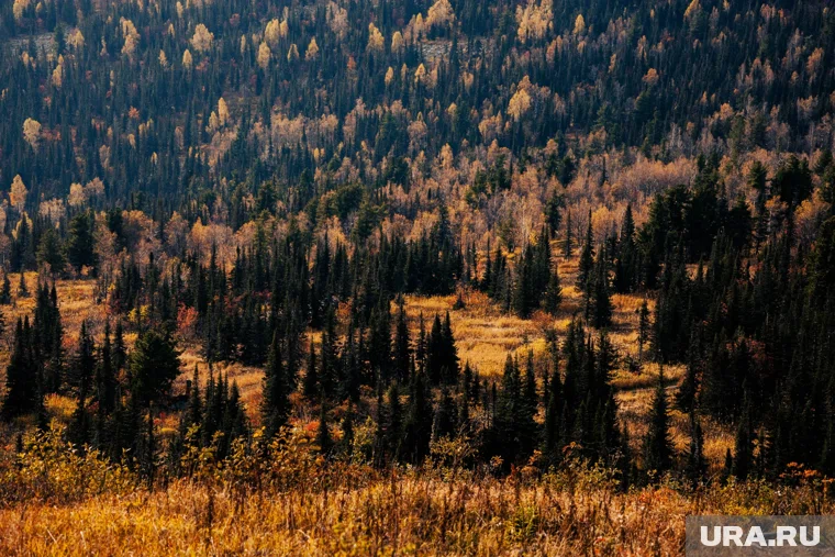 Усольцевых могли убить и закопать браконьеры