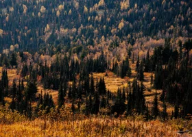 Браконьеры, бегство или семейная драма