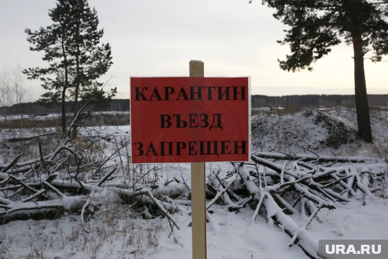 Вспышка птичьего гриппа поставила под угрозу будущее Боровской птицефабрики