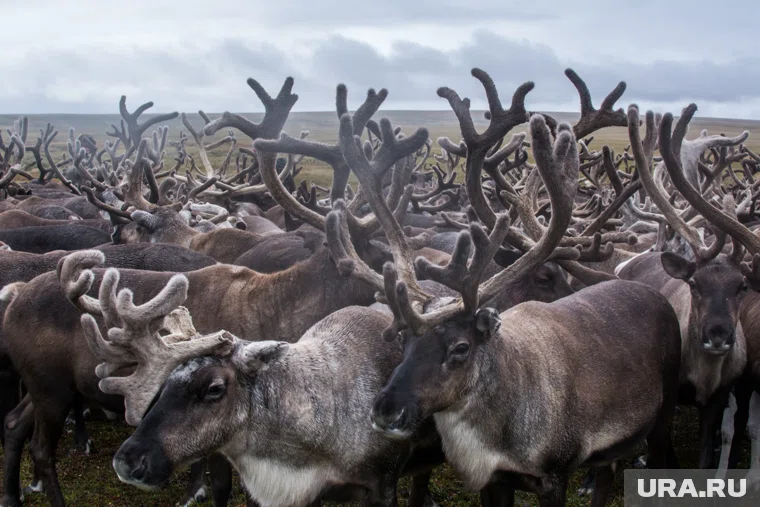 Оленеводы Приуральского района начали переход на зимние пастбища