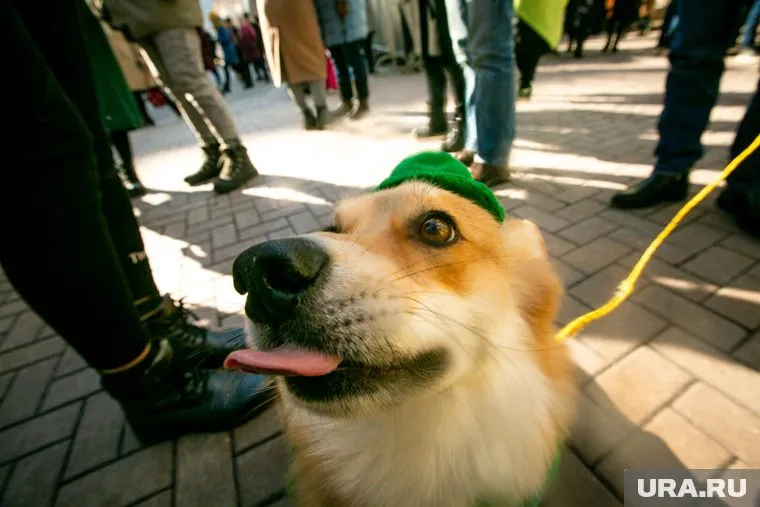 Собакам пришлась по вкусу полка с сахаром (архивное фото)