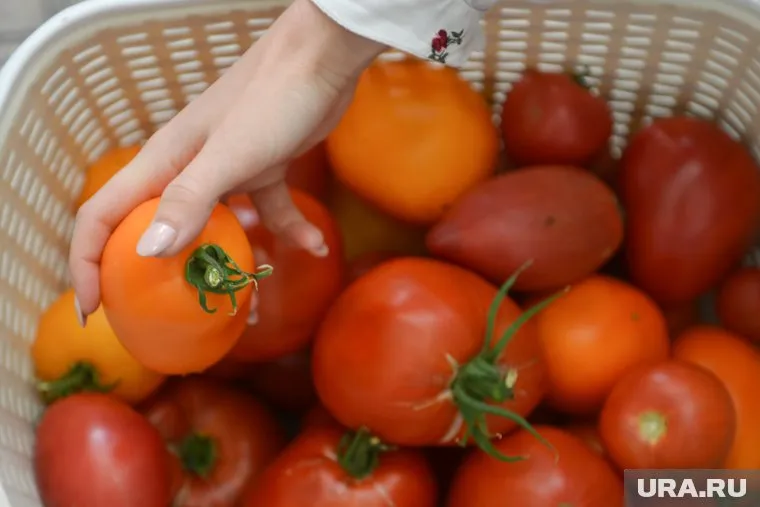 Челябинские садоводы отдают предпочтение помидорам