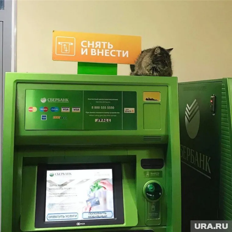 За порядком в банке следит кот