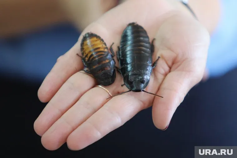 Тагильчане считают, что в их дома специально подкидывают тараканов, чтобы они пользовались услугами фирм-дезинфекторов (фото из архива)