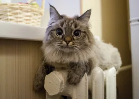 Когда и как нельзя одевать кошек: мнение ветеринара