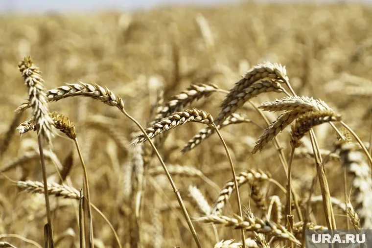 Украине следует экспортировать зерно железнодорожным транспортом, считает Карен Мельхиор