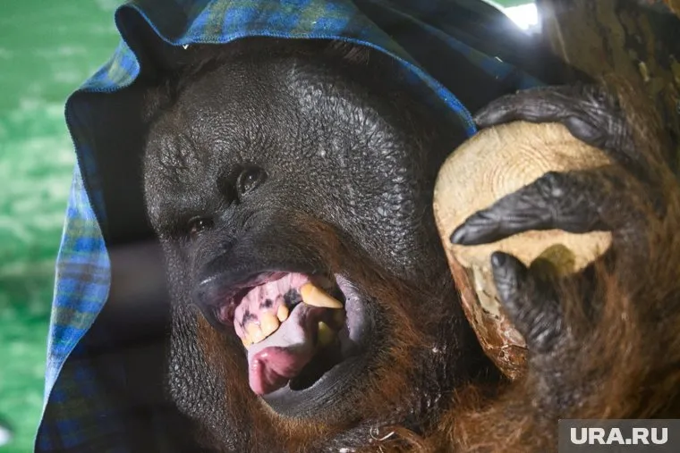 В результате нападения обезьяны у девочки диагностирована большая кровопотеря