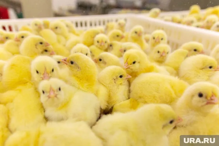 Предприятие оценили в 10,7 млрд рублей