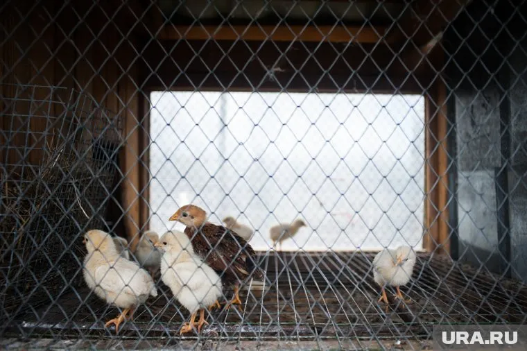 Инцидент произошел на участке разделки бройлеров