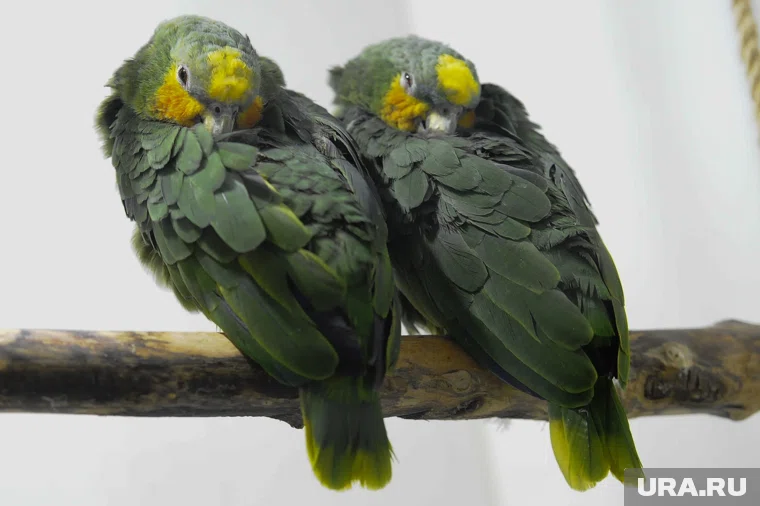 В партии было несколько видов попугаев