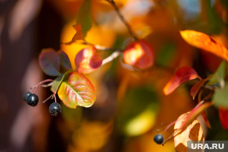 В пермских парках и скверах восстановили газоны, высадили зеленые насаждения и расширили цветники