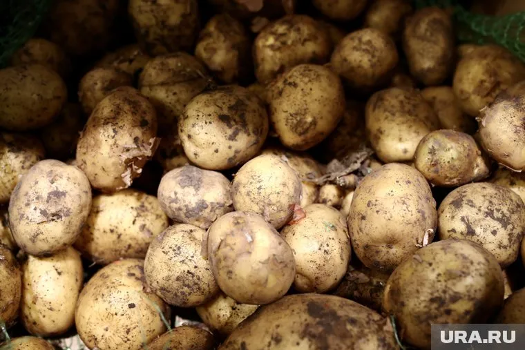 Челябинцы предпочитают брать картофель не только у фермеров, но и в магазинах низких цен