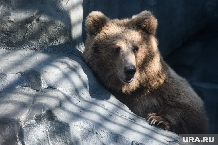 Что делать при встрече с медведем: советы выживальщика