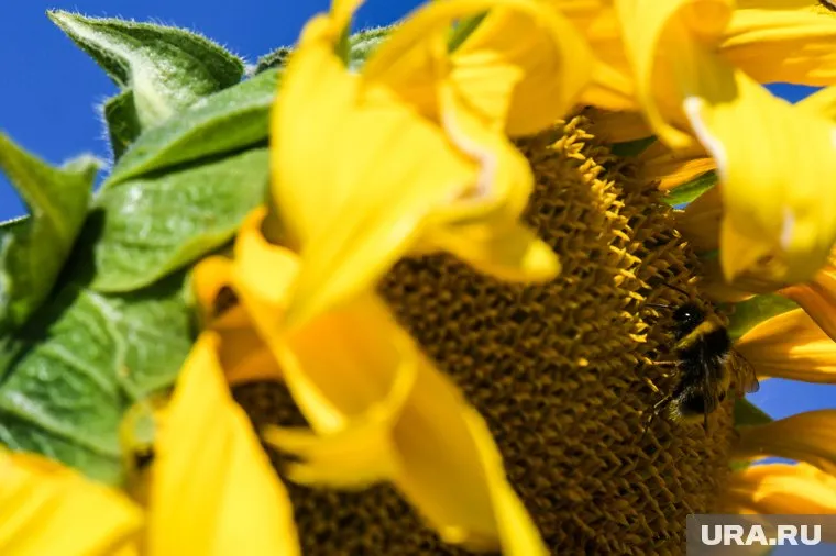 Наименьшая корзинка имеет размер 43 сантиметра