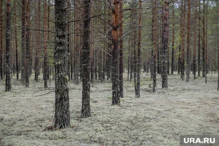 Дети хотели через лес сократить дорогу, но заблудились (фото из архива)