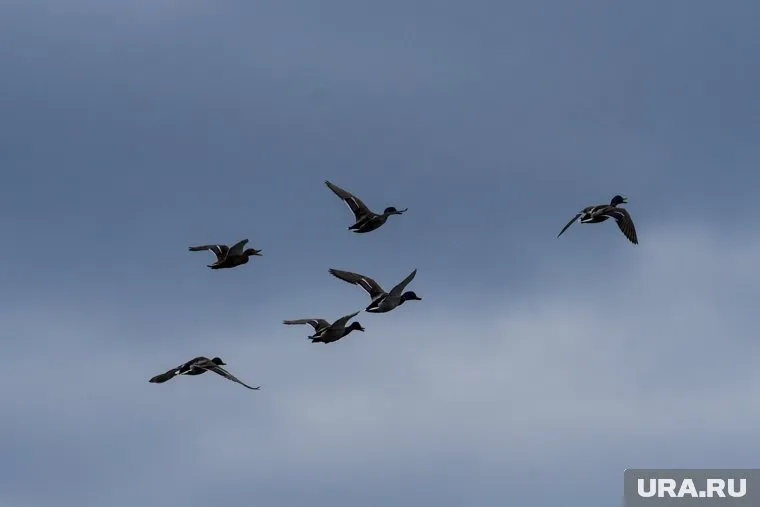 Птиц не должно быть на аэродроме на высоте до 150 метров при взлете самолета