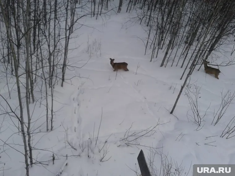Без помощи людей косулям не справиться
